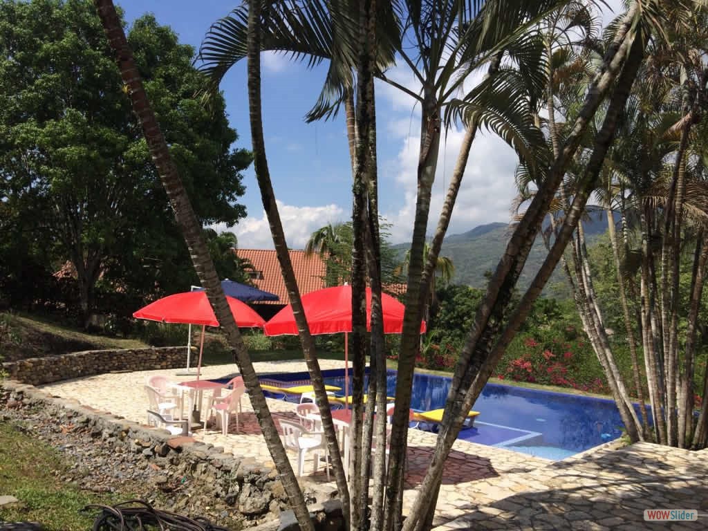 2_piscina_palmeras